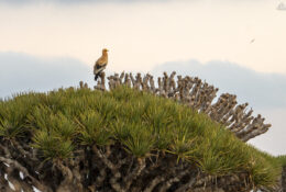 Socotra_2025 (58/76)